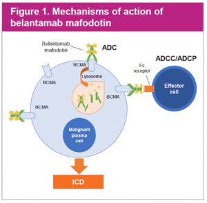 It’s All About The Antibodies! – IMF ASH 2020 Blogs